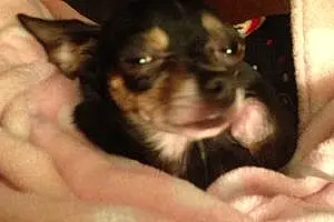 Name Chihuahua Dog Chi-chi