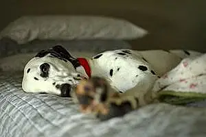 Name Dalmatian Dog Fisher
