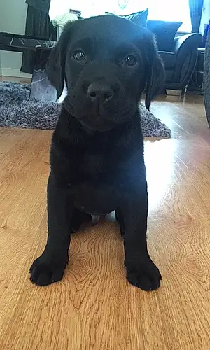 Name Labrador Retriever Dog Dre