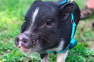 Name Pig Ferdinand