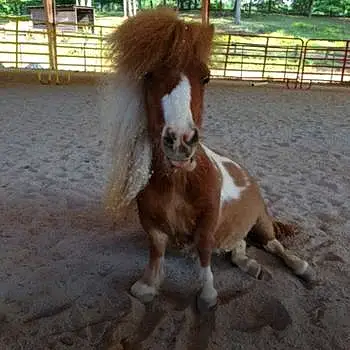 Saucy, Dwarf Miniature Horse