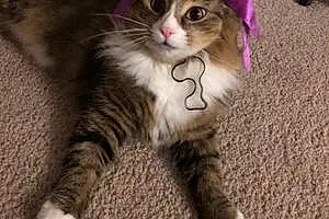 Name Cat Aladdin