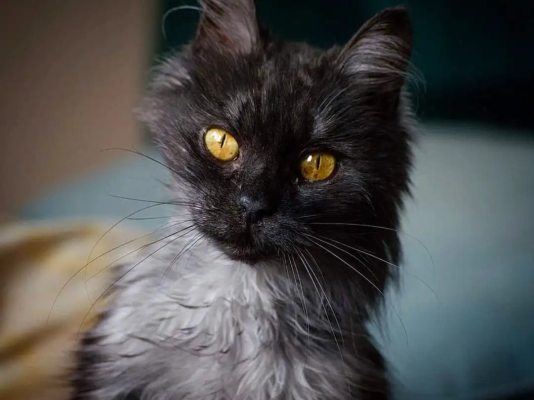Cat, Whiskers, Domestic long-haired cat, Nebelung, Domestic short-haired cat, Norwegian Forest Cat, British longhair, Maine Coon, Birman