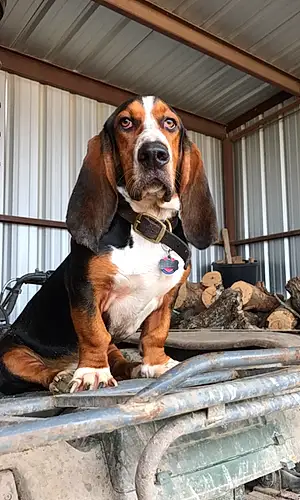 Name Basset Hound Dog Beauregard