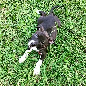 Name Pit Bull Terrier Dog Daisy-mae