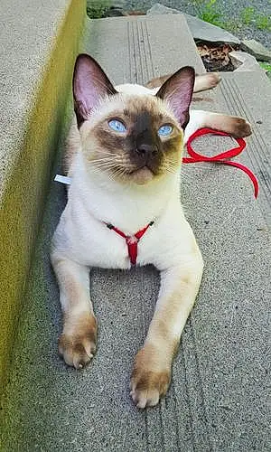 Name Siamese Cat Chiko