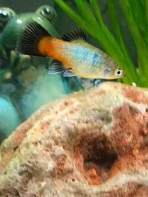 Name Fish Barbara