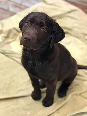 Name Labrador Retriever Dog Cane