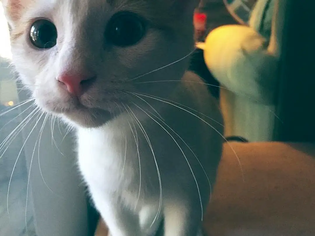 Cat, Whiskers, Nose, Skin, Kitten
