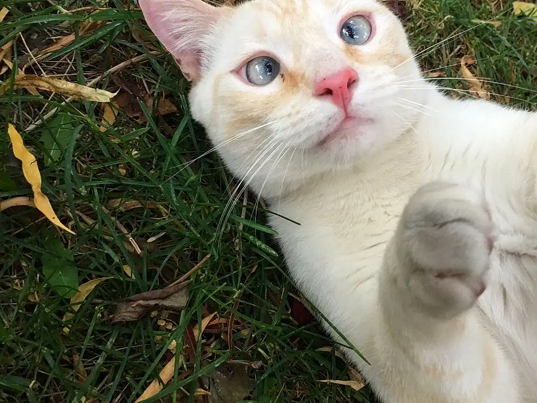 Cat, Whiskers, Nose, Grass, Kitten