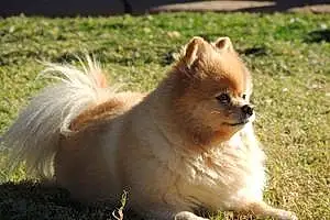 Name Pomeranian Dog Fizzgig