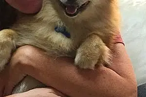 Name Pomeranian Dog Cher