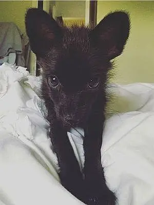 Name Chihuahua Dog Bohdi