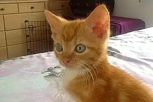 Name British Shorthair Cat Dandelion