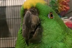 Name Parrot Bogie