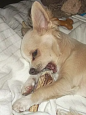 Name Chihuahua Dog Arty