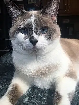 Name Snowshoe Cat Giselle