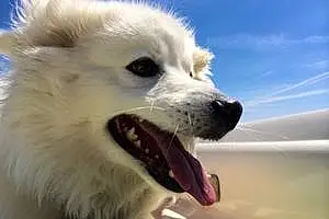 Name Samoyed Dog Chaco
