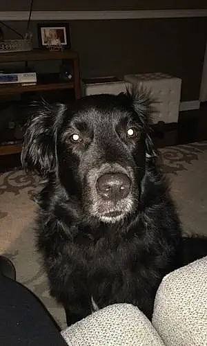 Name Labrador Retriever Dog Fozzy