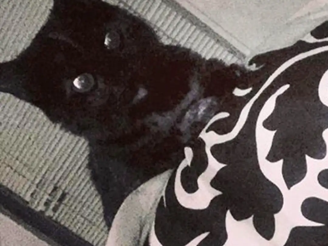 Black cats, Cat, Pattern