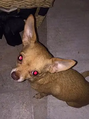 Name Chihuahua Dog Adele