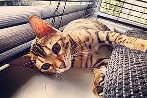 Name Bengal Cat Dandelion