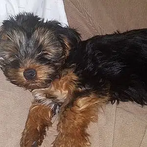 Name Yorkshire Terrier Dog Cypress