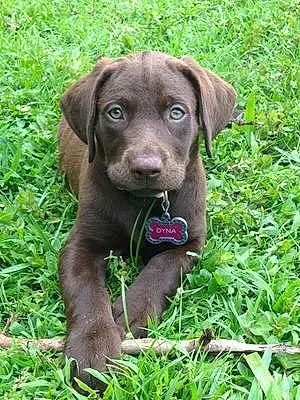 Name Labrador Retriever Dog Dyna