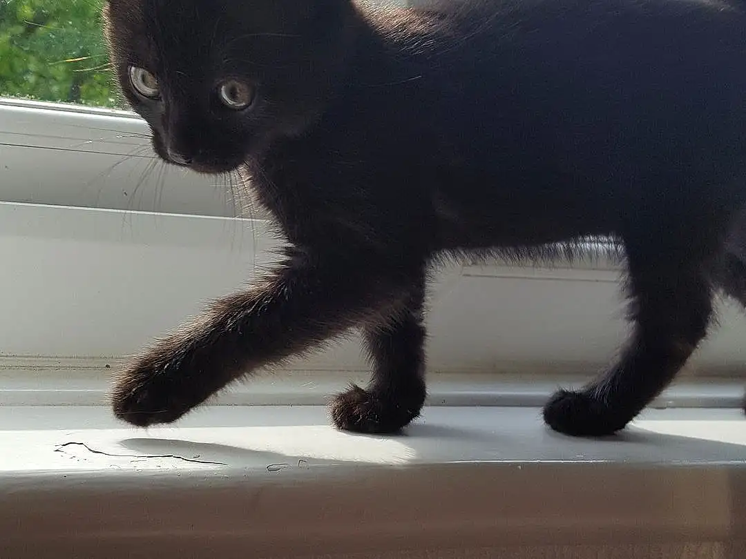 Cat, Black cats, Black, Whiskers, Kitten