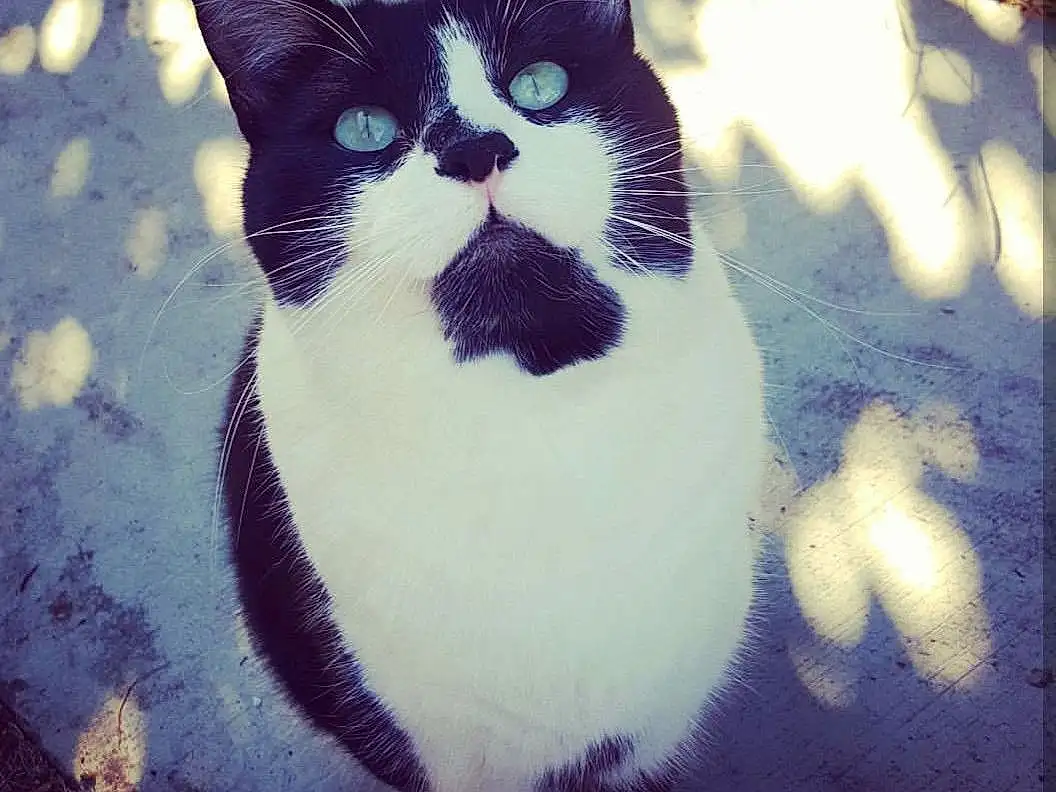Cat, White, Blue, Whiskers, Black cats