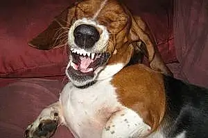 Name Basset Hound Dog Buford