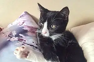 Name British Shorthair Cat Breezy