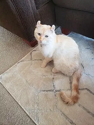 Name American Curl Cat Fonzie