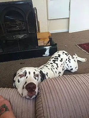 Name Dalmatian Dog Flame