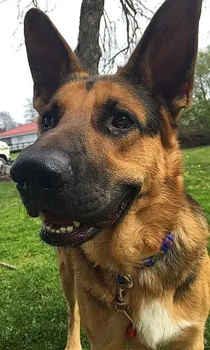 Name German Shepherd Dog Cam