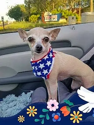 Name Chihuahua Dog Dyna