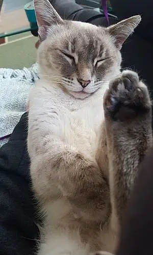 Name Siamese Cat Felicity