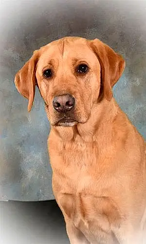 Name Labrador Retriever Dog Gilly