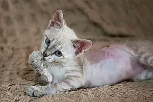 Name Burmese Cat Bonita