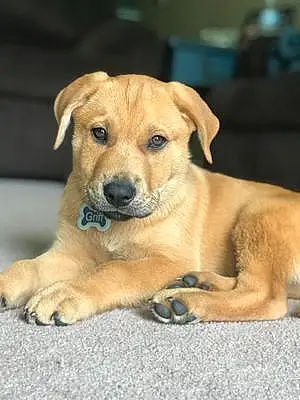 Name Labrador Retriever Dog Griff