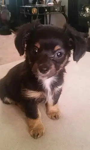 Name Chihuahua Dog Breezy