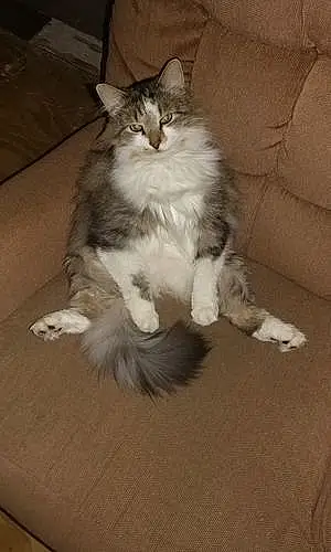 Name Maine Coon Cat Fluffers