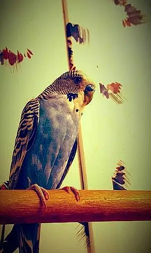 Name Parakeet Bub