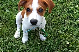 Name Jack Russell Dog Bohdi