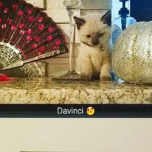 Name Cat Davinci