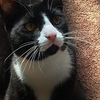 Mr Whiskers