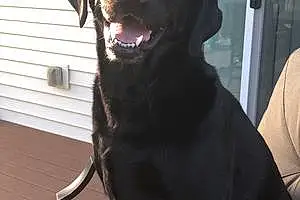 Name Labrador Retriever Dog Addison