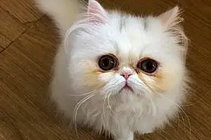 Name Persian Cat Aster