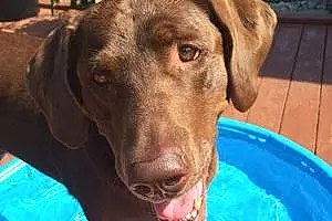 Name Labrador Retriever Dog Bela