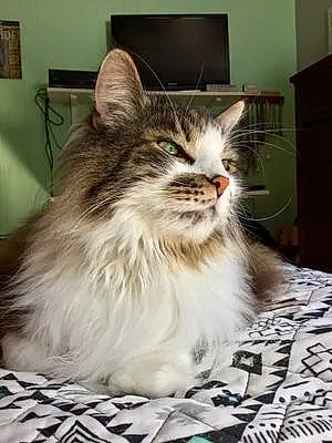 Name Maine Coon Cat Frisky